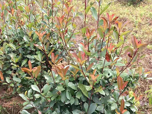 紅葉石楠