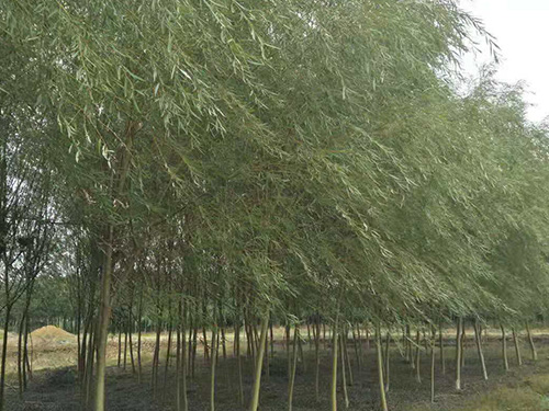 垂柳