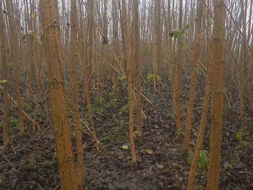 那些暢銷(xiāo)好苗是怎么養成的 那些暢銷(xiāo)好苗是怎么養成的