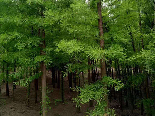 合理利用草木灰，讓你的苗木越長(cháng)越好